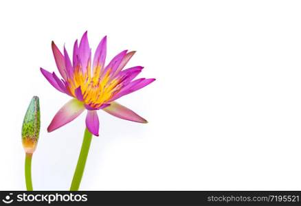Lotus flower blooming on white background. Copy space
