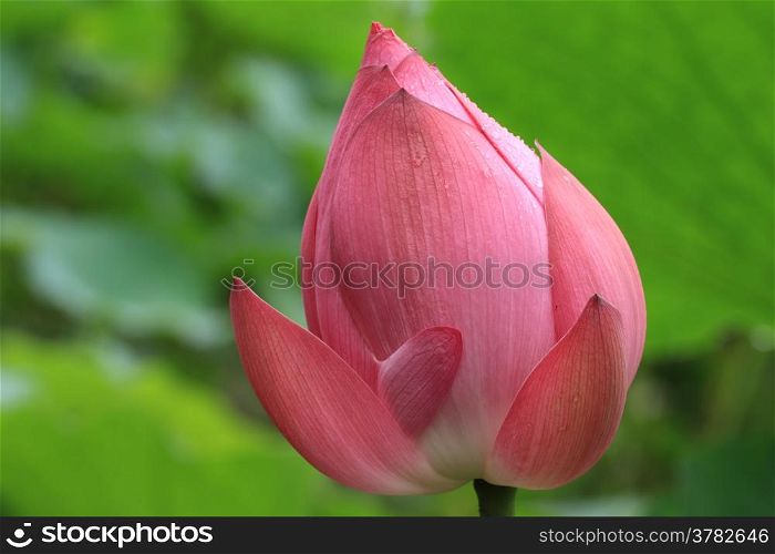 Lotus flower bud with dew