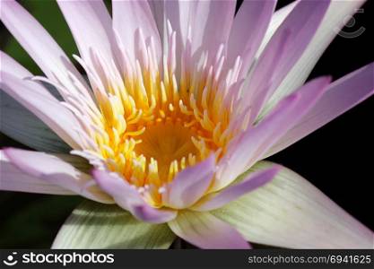 lotus flower, closeup of blooming water lily