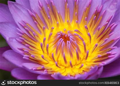 lotus flower, closeup of blooming water lily