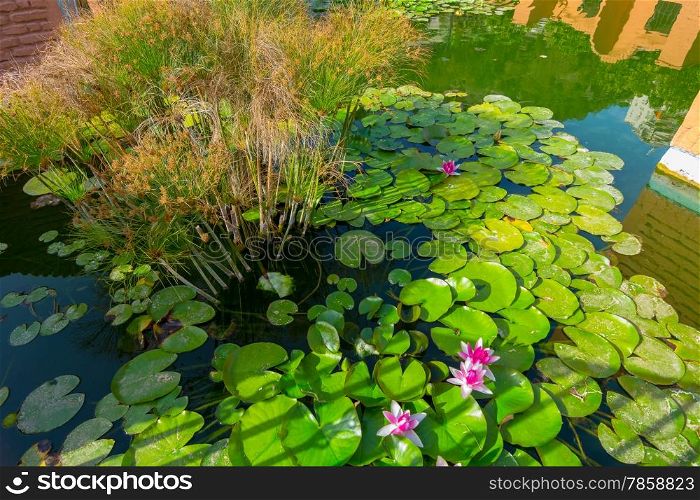 Lotus flower in a pond or lake