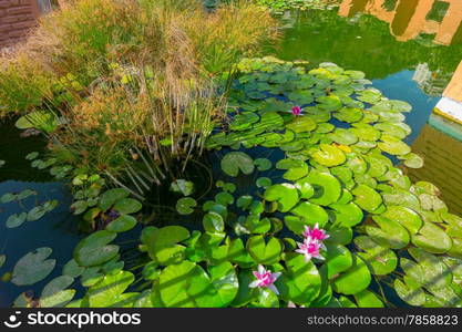 Lotus flower in a pond or lake