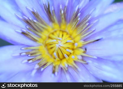 Lotus flower in close up