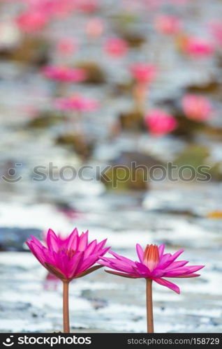 lotus flower in pink colour