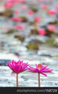 lotus flower in pink colour