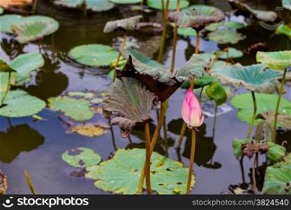 Lotus flower in pond surrounded by lilies