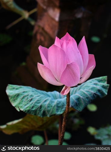 lotus flower in Ubud Indonesia