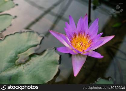 Lotus flower. Lotus flower.