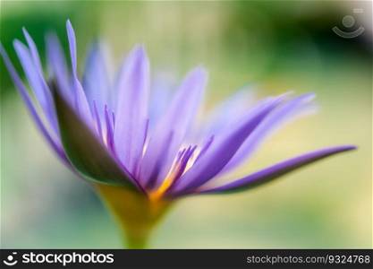 Lotus flower  Lotus, Water-lily, Tropical water-lily or Nymphaea nouchali  white and purple color, Naturally beautiful flowers in the garden. Lotus flower  Tropical water-lily 