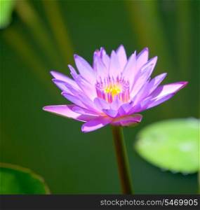 Lotus flower on a green background.