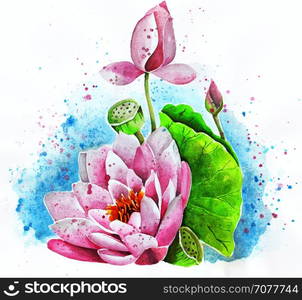 Lotus flower on a white background watercolor drawing