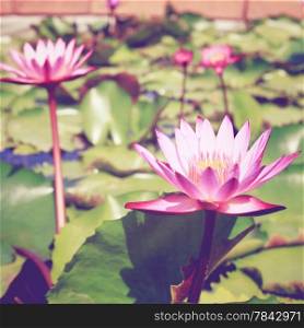 Lotus flower on the water with retro filter effect