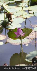 Lotus flower or Nelumbo nucifera blooming in the water and some lotus leaves.
