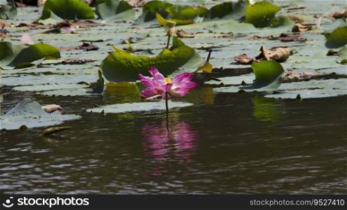 Lotus flower or Nelumbo nucifera blooming in the water and some lotus leaves.