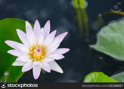 Lotus flower or water lily flower blooming with green leaves bac. Lotus flower or water lily flower blooming with green leaves background in the pond at sunny summer or spring day.