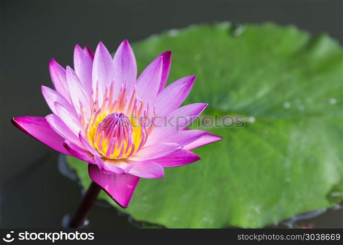 Lotus flower or water lily flower blooming with green leaves bac. Lotus flower or water lily flower blooming with green leaves background in the pond at sunny summer or spring day.