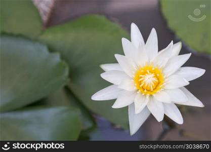 Lotus flower or water lily flower blooming with green leaves bac. Lotus flower or water lily flower blooming with green leaves background in the pond at sunny summer or spring day.