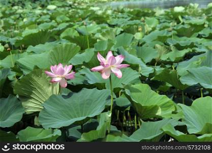Lotus flower plants&#xA;