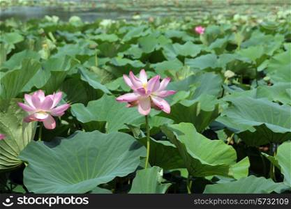 Lotus flower plants&#xA;
