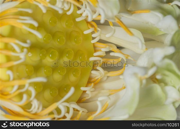 Lotus flower pollen