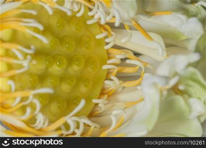 Lotus flower pollen