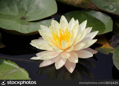 lotus flower, white water lily in pond