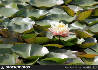 lotus flower, white water lily in pond