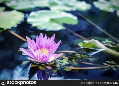 Lotus flower with green leaves in pond