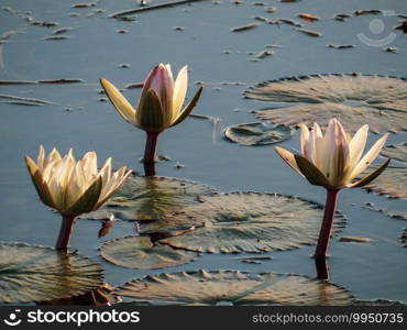 Lotus flowers and leaves floating on water in South Africa