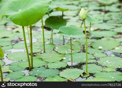 lotus flowers from the plants growing in the pond. Within the park.