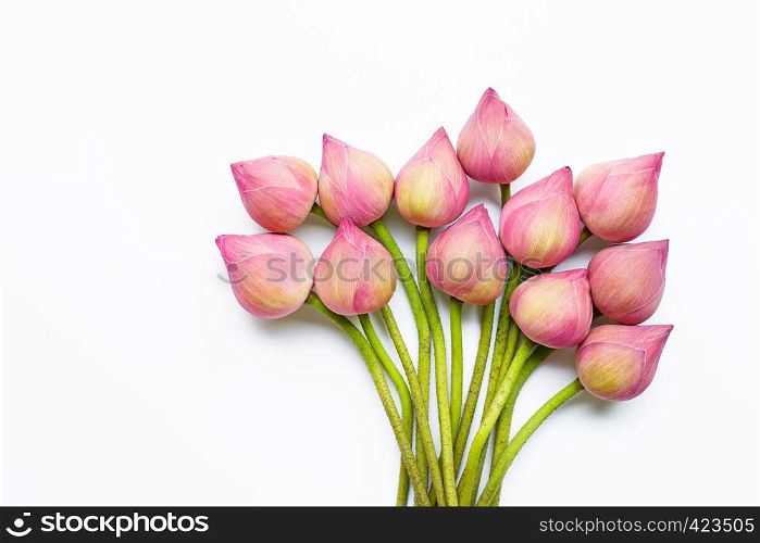 Lotus flowers on white background.