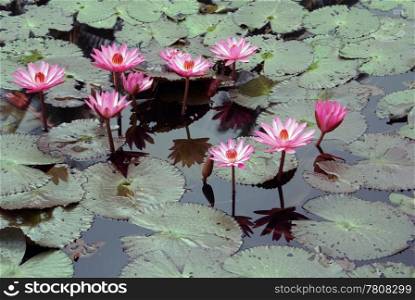 Lotus, green leaves and water