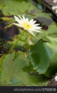 Lotus in the pond. Decorate the garden. Look for leisure.