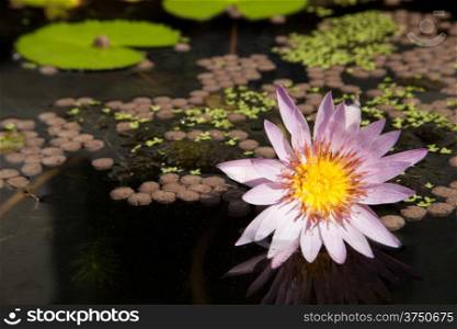 Lotus in the pond. Decorate the garden. Look for leisure.
