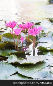 Lotus in the pond. Many lotus flowers in the pond is in full bloom.
