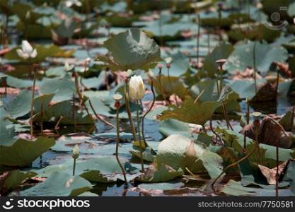 Lotus in the tropical pond