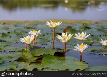 Lotus in the tropical pond