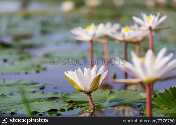 Lotus in the tropical pond