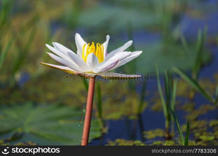 Lotus in the tropical pond