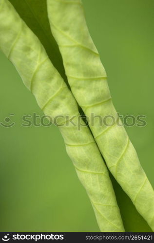 Lotus leaf