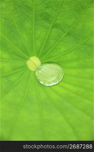 Lotus leaf and Water drop