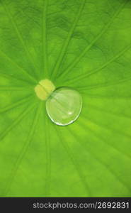 Lotus leaf and Water drop