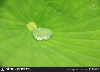Lotus leaf and Water drop