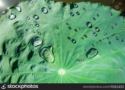 Lotus leaf with water drop on top green leaves and light in the morning