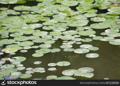Lotus leaves floating in pond