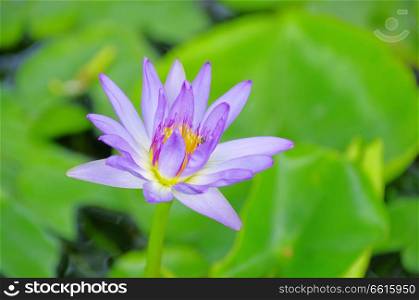 lotus on a green background