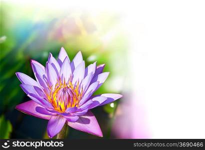 lotus on abstract background
