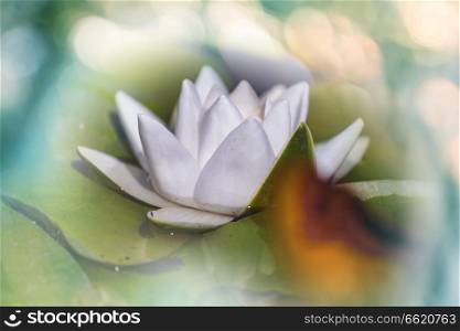 Lotus on the blur background