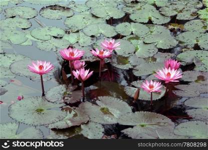 Lotus on the water and leaves