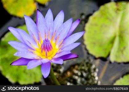 Lotus or Water Lily ( Nymphaea Nouchali ) Beautiful purple flower in Thailand